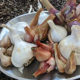 A silver tray holds a variety of garlic and shallots, showcasing white garlic cloves and reddish-purple shallots against a brown mulch background.