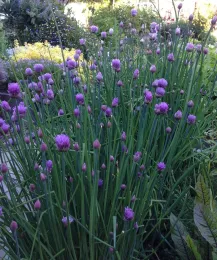 A dense patch of green onion chives with purple flower buds and blossoms in a garden, surrounded by softly colored flowers.