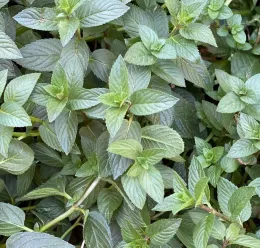 A lush cluster of bright green peppermint leaves with serrated edges, showcasing varying sizes and orientations.