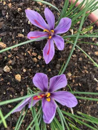 Two purple saffron flowers with red stigmas and yellow anthers growing from dark soil, surrounded by green grass blades.