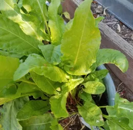 A close-up view of bright green sorrel leaves with various shapes and textures, growing in a garden setting with wooden planks in the background.