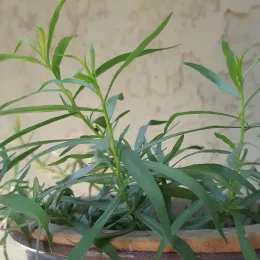 A close-up of a tarragon plant in a rustic pot, featuring vibrant green, elongated leaves against a textured off-white wall.