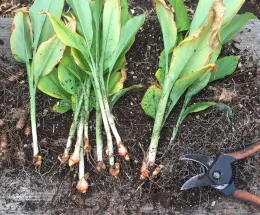 Freshly harvested turmeric plants with green leaves and orange rhizomes, accompanied by pruning shears on a wooden surface.