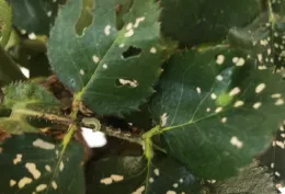 bristly roseslug damage