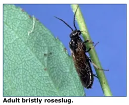 bristly roseslug adult
