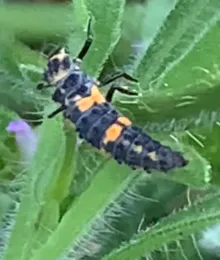 Lady beetle larva