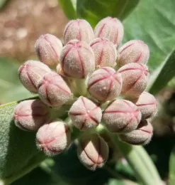 Showy milkweed buds, J Alosi