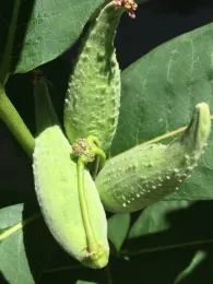 Milkweed seed pod on A. eriocarpa, Kim Schwind