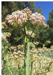 Narrow leaf milkweed, A fascicularis, Kim Schwind
