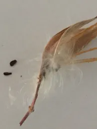 Milkweed pod, pappus and seed, Kim Schwind