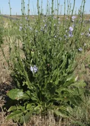Chicory in flower. Before flowering, the growth and leaves can look similar to skeleton weed. Chicory is much more widespread and is common along roadsides and pastures of theIntermountain area. (Photo courtesy of sanbi.org)