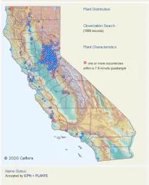 Cal Flora map showing rush skeleton weed (Chondrilla juncea) distribution.