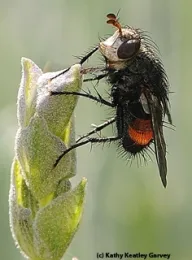 A tachinid fly. (Photo by Kathy Keatley Garvey)