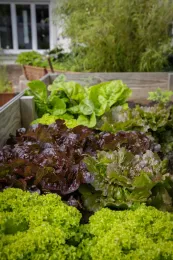 Lettuce bed. (Pikpick.com)