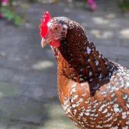 Hen