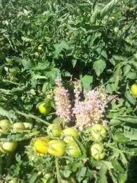 Figure 1: Branched broomrape infestation in a processing tomato field in Yolo County, California in May, 2020.