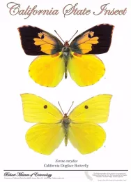 The California dogface butterfly poster is the work of Bohart Museum of Entomology associates Fran Keller and Greg Kareofelas and is available at the Bohart gift shop.