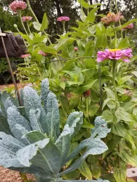 Winter kale and summer zinnias, J. Alosi