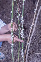 Figure 3. The white garden snail estivating. (Credit: DR Hodel)