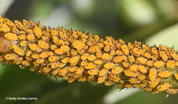 Oleander aphids on a milkweed stem. (Kathy Keatley Garvey)