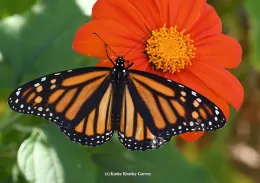 A female monarch nectaring on a Mexican sunflower, Tithonia. (Photo by Kathy Keatley Garvey)