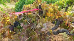 A zinfandel grapevine with disease symptoms