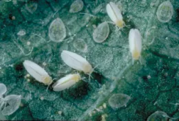 9 Whiteflies