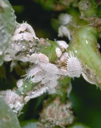 4 Mealybugs