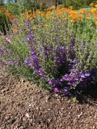 Gallery of native plants in Betty's home garden.