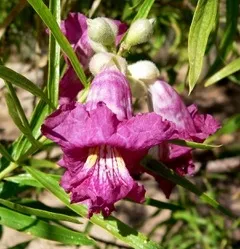 Chilopsis linearis Rio Salado in Betty Richards' garden.