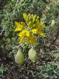 Bladderpod plant in Betty Richards' garden.
