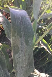 A corn plant in Northern California, with ash from a wildfire deposited on the leaves.