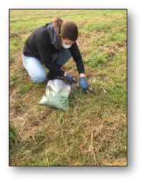 Karle collecting a pasture sample in Butte County during the Camp Fire- 2018.