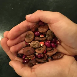 Saving and swapping seeds is an ancient tradition that protects biodiversity. Photo: Marie Narlock