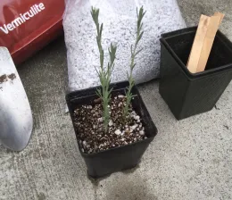 A black pot containing two lavender stems sits on concrete, next to a bag of vermiculite and a green container with wooden stakes. A metal trowel is visible in the foreground.