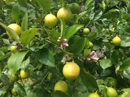 Meyer Lemons - Photo courtesy of Jennifer Bell