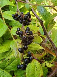 Gaultheria pseudonotablis -Courtesy of June Walsh