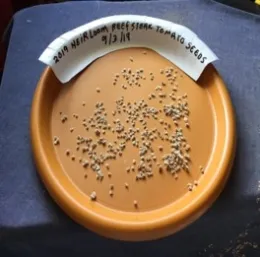 Drying tomato seeds. (Royce Rhoads)