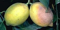 Lemon with brown rot