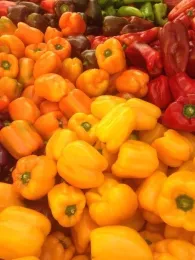 Variety of colorful bell peppers