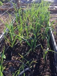 Garlic growing in raised bed, Kim Schwind