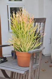 fire sticks in a pot
