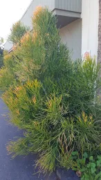 fire sticks in a walkway