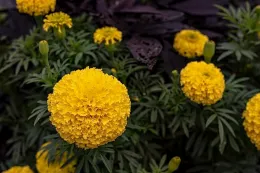 Large, yellow marigold blossoms.