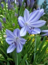 Agapanthus, Laura Kling