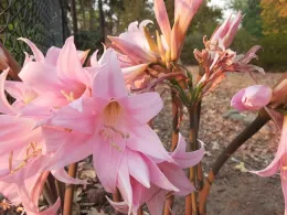Amaryllis belladonna. Laura Lukes