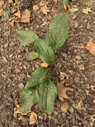Ash on echinacea, Laura Kling