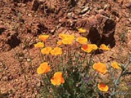 California Poppy
