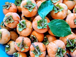 Persimmons - Fuyu