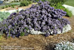 Photo: Ceanothus sp., by Jack Kelly Clark